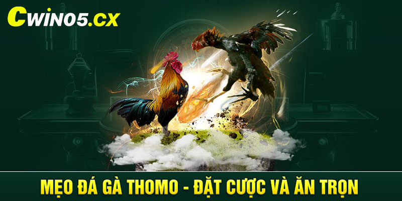 Mẹo đá gà Thomo - Đặt cược và ăn trọn